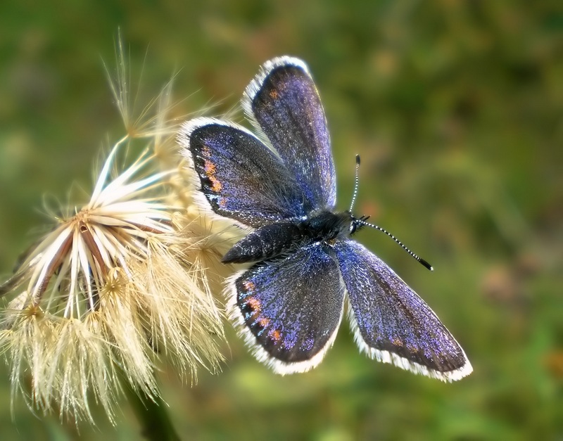 un aiutino con questi due Plebejus